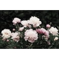 thumbnail image 2 of Cusson, Marie Elaine 14x11 Black Ornate Wood Framed with Double Matting Museum Art Print Titled - Peony  Poetry II, 2 of 4