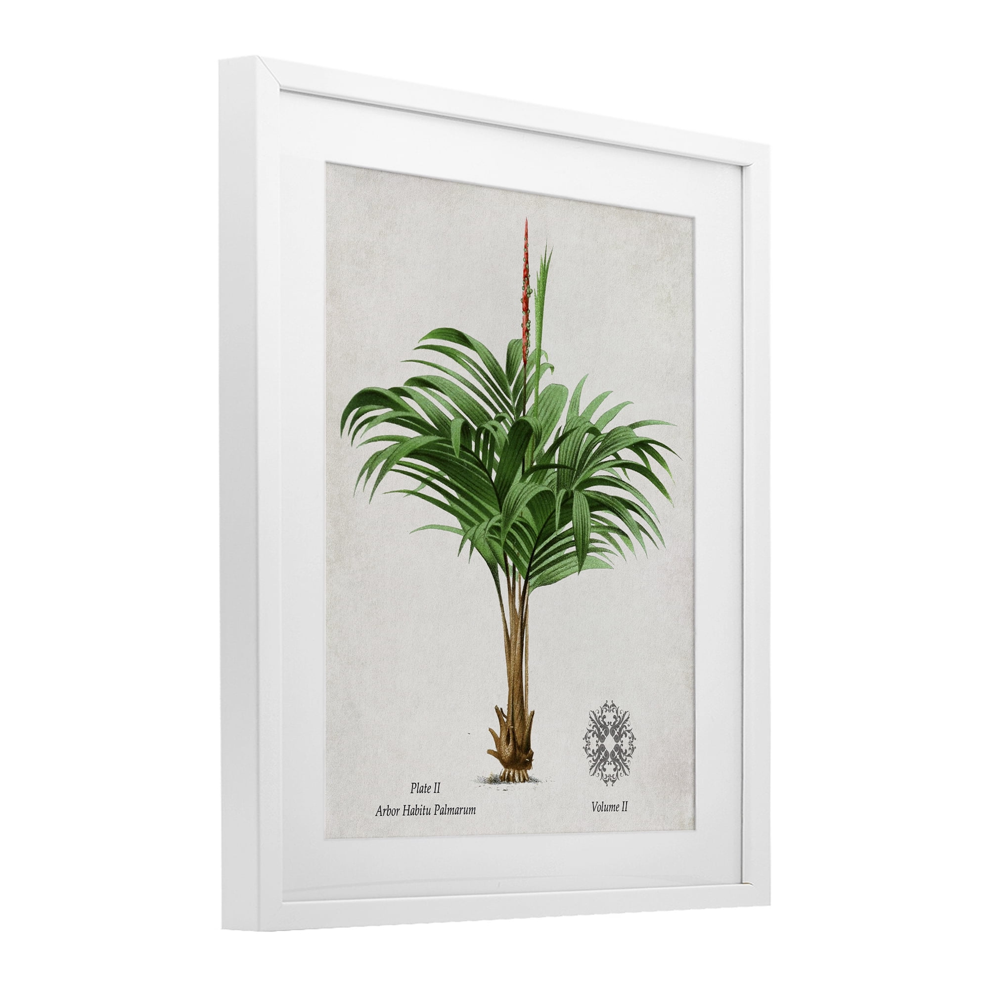 Stupell Industries Natural Palm Variety Study White Framed Print Under Glass, design by Val Rhodes