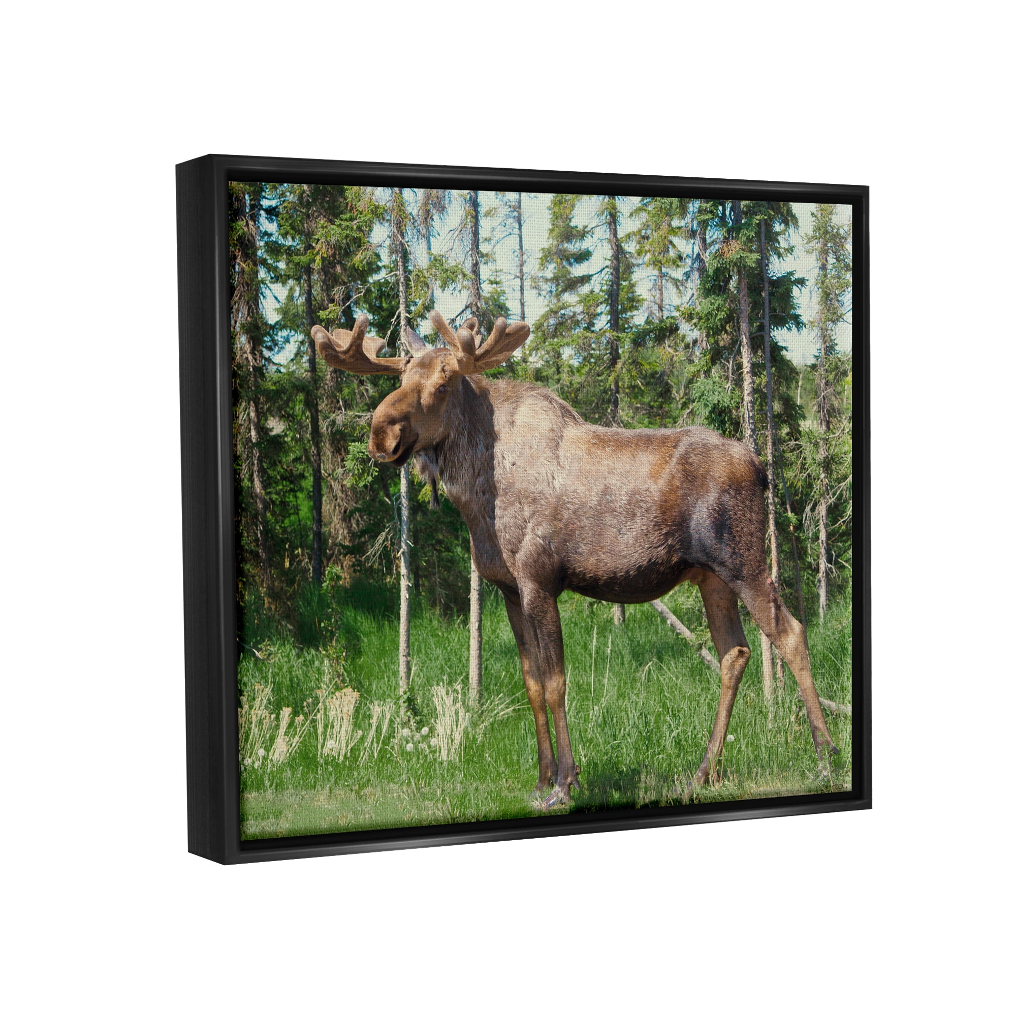 Stupell Moose Forest Grove Woodland Landscape Animals & Insects Photography Black Floater Framed Art Print Wall Art
