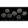 thumbnail image 3 of Frank, Assaf 18x11 Black Modern Framed Museum Art Print Titled - Dandelion flowers over black background, 3 of 5