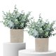 thumbnail image 1 of Plantas artificiales de eucalipto MIXROSE, paquete de 2, pequeñas en maceta, 1 of 6