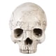 thumbnail image 1 of 1 calabaza de calavera para decoraciones de Halloween., 1 of 3