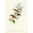 thumbnail image 2 of Gould, John 11x14 White Modern Wood Framed Museum Art Print Titled - White-breasted Zosterops-Zosterops albogularis, 2 of 4