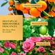 thumbnail image 2 of Herbal Essences B&iacute;orenew Shampoo + Acondicionador Passion Flower & Rice Milk 400 ml c/u Herbal Essences NA, 2 of 7