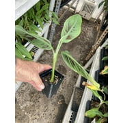Dwarf Red Banana - Edible Red Banana