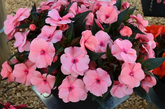 Sol Luna Electric Pink' New Guinea Impatiens  8" Pot