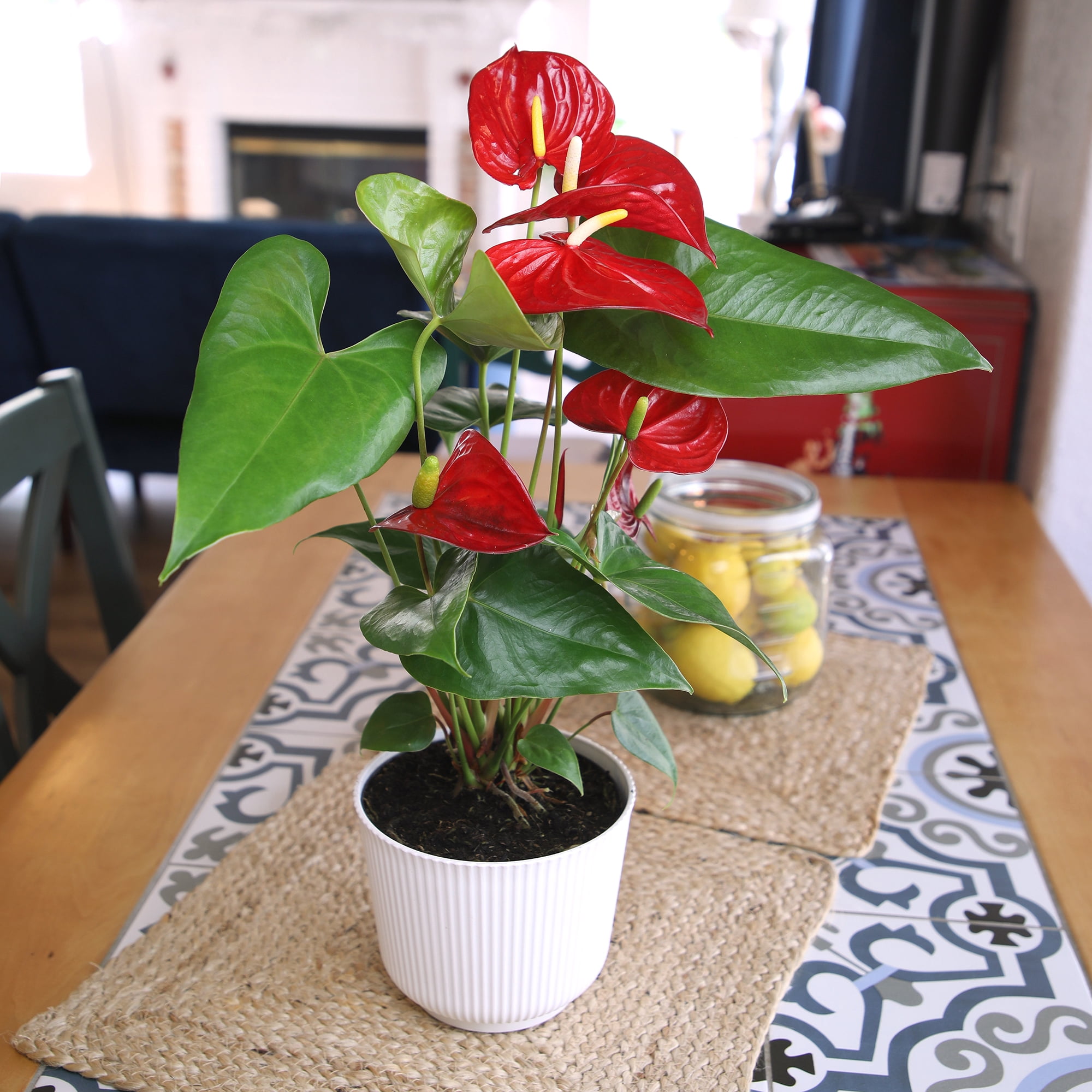 Red Anthurium Flamingo Flower Houseplant | 6in Decor Pot; Indirect Light | Element by Altman Plants