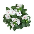thumbnail image 4 of Expert Gardener White Vinca Live Plant|2.5 QT Grow Pot| Full Sun to Partial Shade, 4 of 8