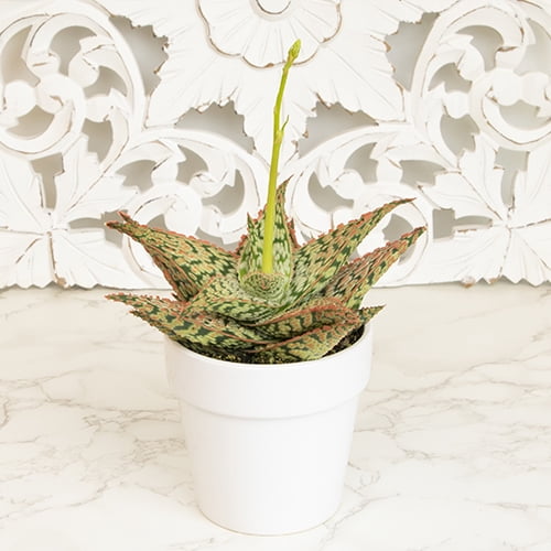 Altman Plants 3.5" Star Aloe in White Ceramic Pot