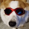 thumbnail image 3 of Gafas de sol para perros, correa ajustable para gafas de sol ultravioleta, protección impermeable para perros pequeños y medianos, marco rojo, pieza gris, 3 of 5