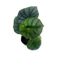 thumbnail image 5 of Alocasia Nebula, Nebula Imperialis, Black Diamond, Silver Plant, Alocasia Silver Nebula, Elephant Ear Plant in 2 inch Pot, 5 of 7