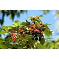 thumbnail image 4 of Ouachita Blackberry Bush in 1 Gal Pot, Thornless Sweet Fruit, 4 of 5