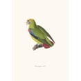 thumbnail image 2 of Coenraad Jacob Temminck 11x14 Black Ornate Wood Framed Double Matted Museum Art Print Titled: Perroquet Has (1838), 2 of 5
