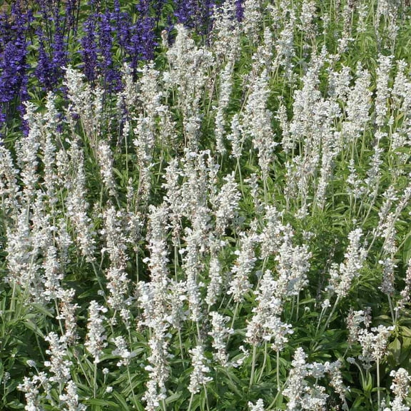 Outsidepride Salvia White Victory - 2000 Seeds