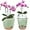 Green, variant on Self Watering Orchid Pots for Indoor Plants,5.8 Inch Macetas para Orqudeas,Flower Pots for Indoor Plants with Holes(Black)