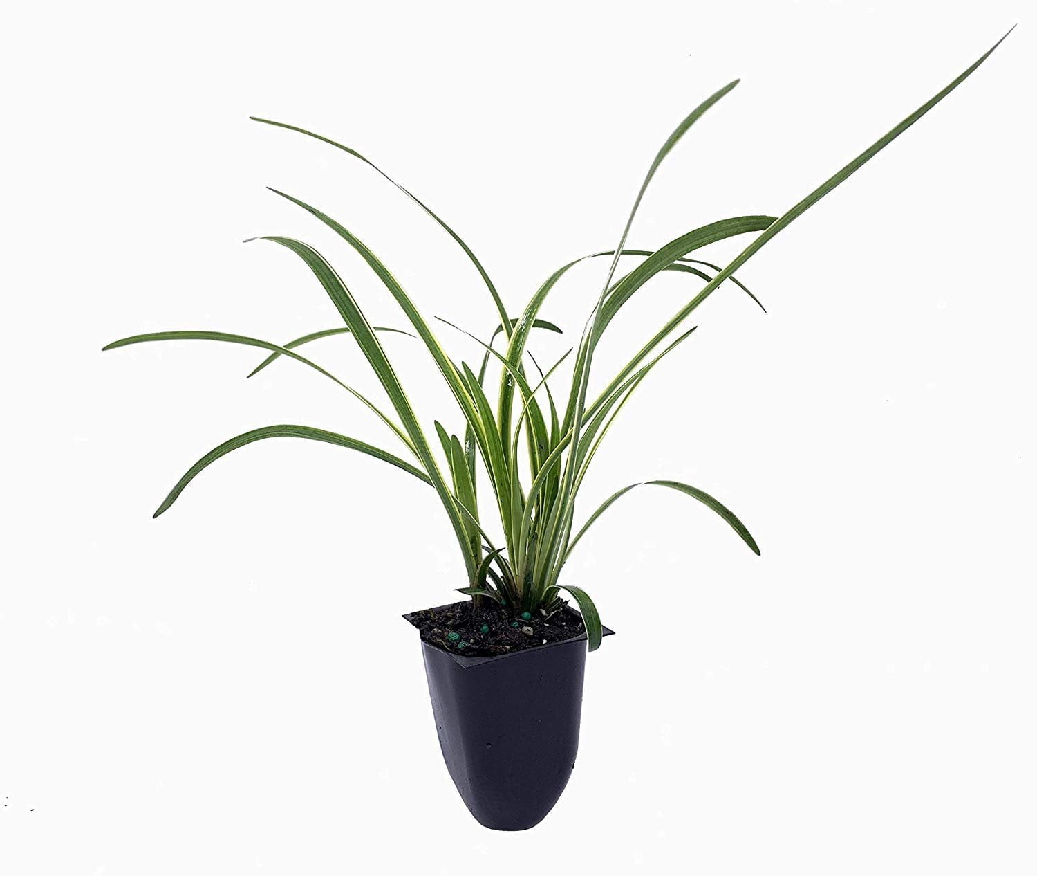 Variegated Liriope  3 Live Plants  Liriope Muscari Variegata  Ornamental Ground Cover Plants  Evergreen Foliage