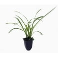 thumbnail image 2 of Variegated Liriope  20 Live Plants  Liriope Muscari Variegata  Ornamental Ground Cover Plants  Evergreen Foliage, 2 of 7