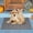 30 x 17"Gray【Small Door】, variant on Heeneeso BZ32 Outdoor Rug Checkered Door Mat, Machine Washable Doormat Indoor Absorbent