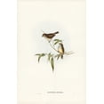 thumbnail image 2 of Gould, John 17x24 Gold Ornate Wood Framed with Double Matting Museum Art Print Titled - Little Brown Acanthiza-Acanthiza pusilla, 2 of 4