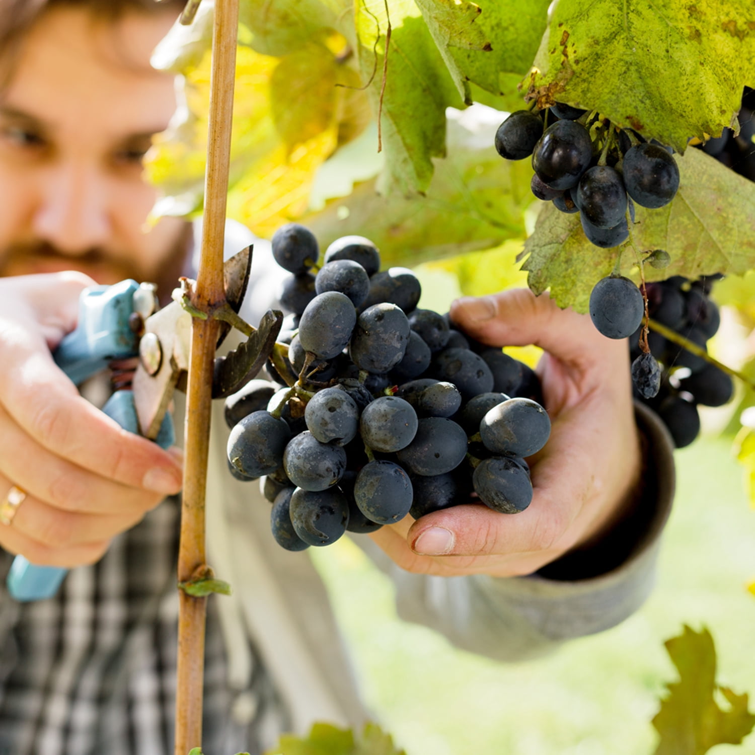Van Zyverden Premium Seeded Grape Vine Cabernet Sauvignon 1 Plant White Full Sun Perennial Fruiting 1 lb