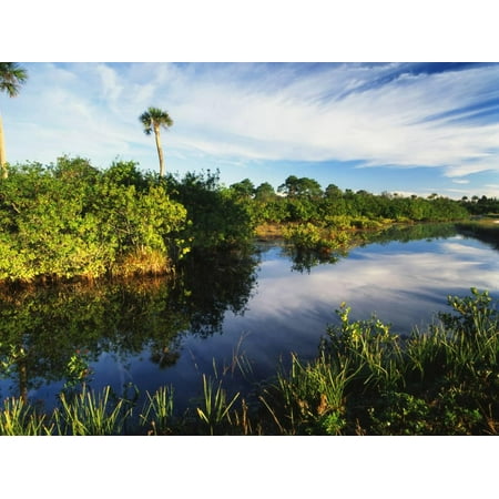 Refuge Point - Mangrove Wetland Habitat, Merritt Island National Wildlife Refuge, Florida, USA Print Wall Art By Adam Jones