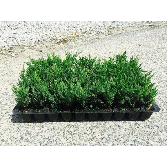Andorra Compacta Juniper - 30 Live Plants - Drought Tolerant Cold Hardy Evergreen Ground Cover