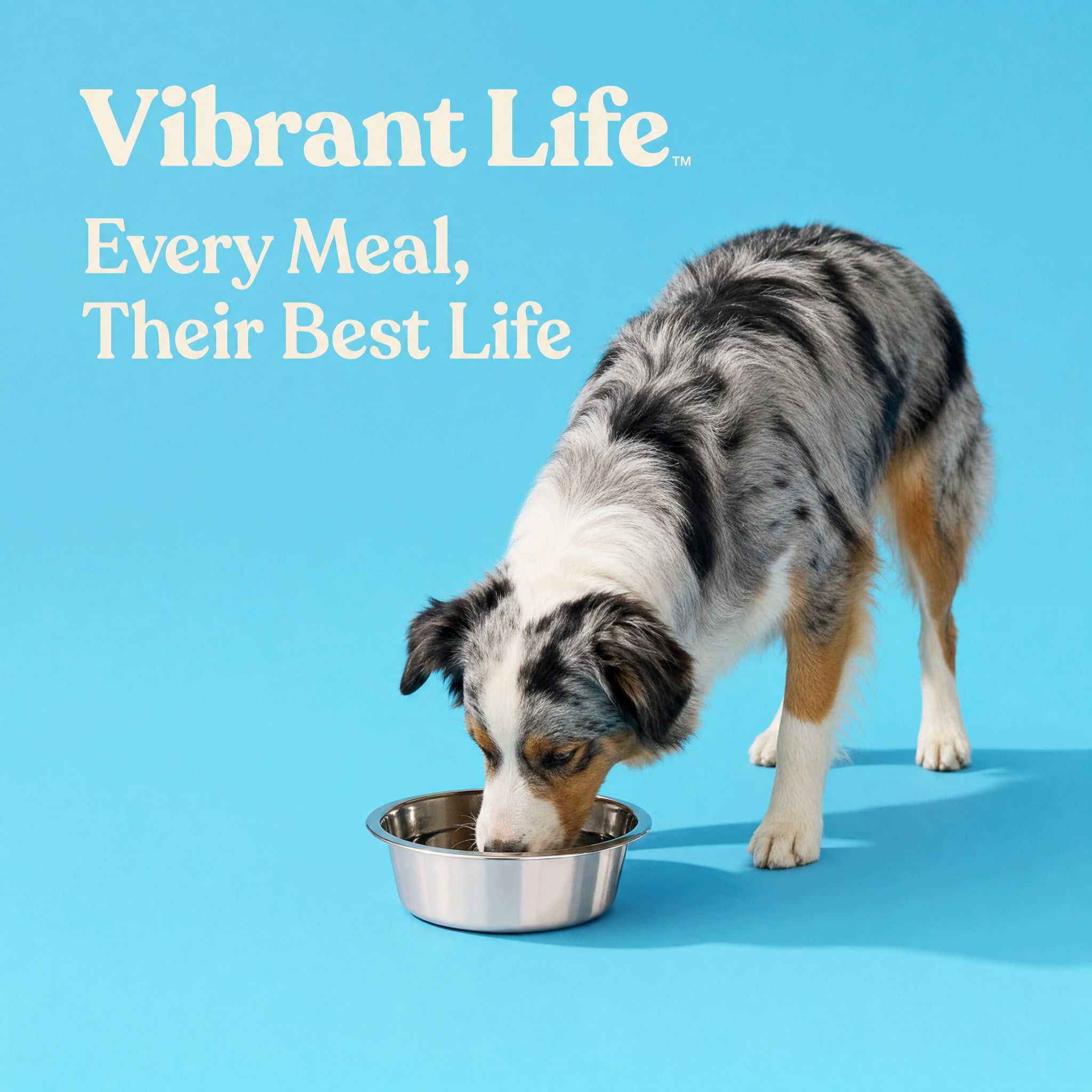 (3 pack) Vibrant Life Medium 7.6-Cup Stainless Steel Pet Bowl, Silver