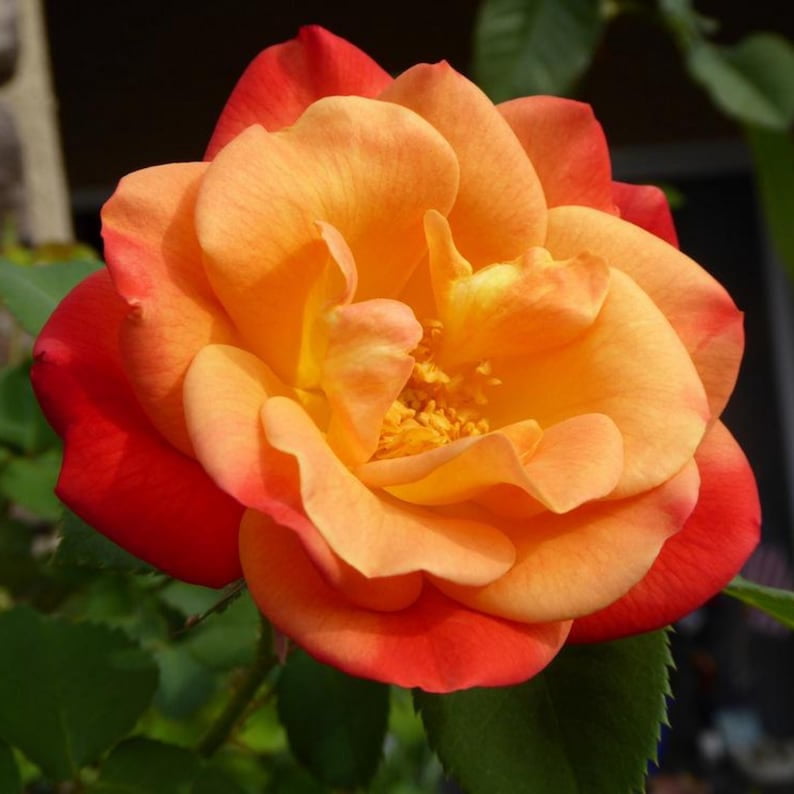 30 Seeds Climbing Joseph's Coat Rose Seeds Perennial Non, Mix for Garden Planting