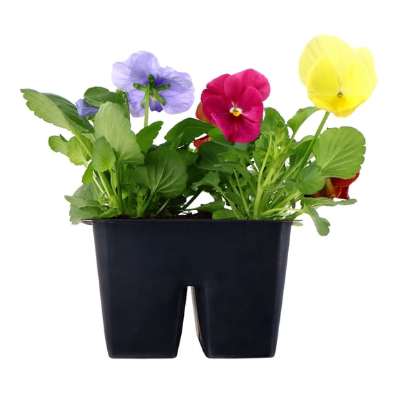 Expert Gardener 6" Multicolor Pansy Mix Live Plants in 3" Grower Pot Partial Sun 4 Pack