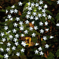 thumbnail image 4 of Lámpara de flor de cerezo, 33 pies, 80 LED, funciona con pilas, para bodas, fiestas, jardín, dormitorio, 4 of 5