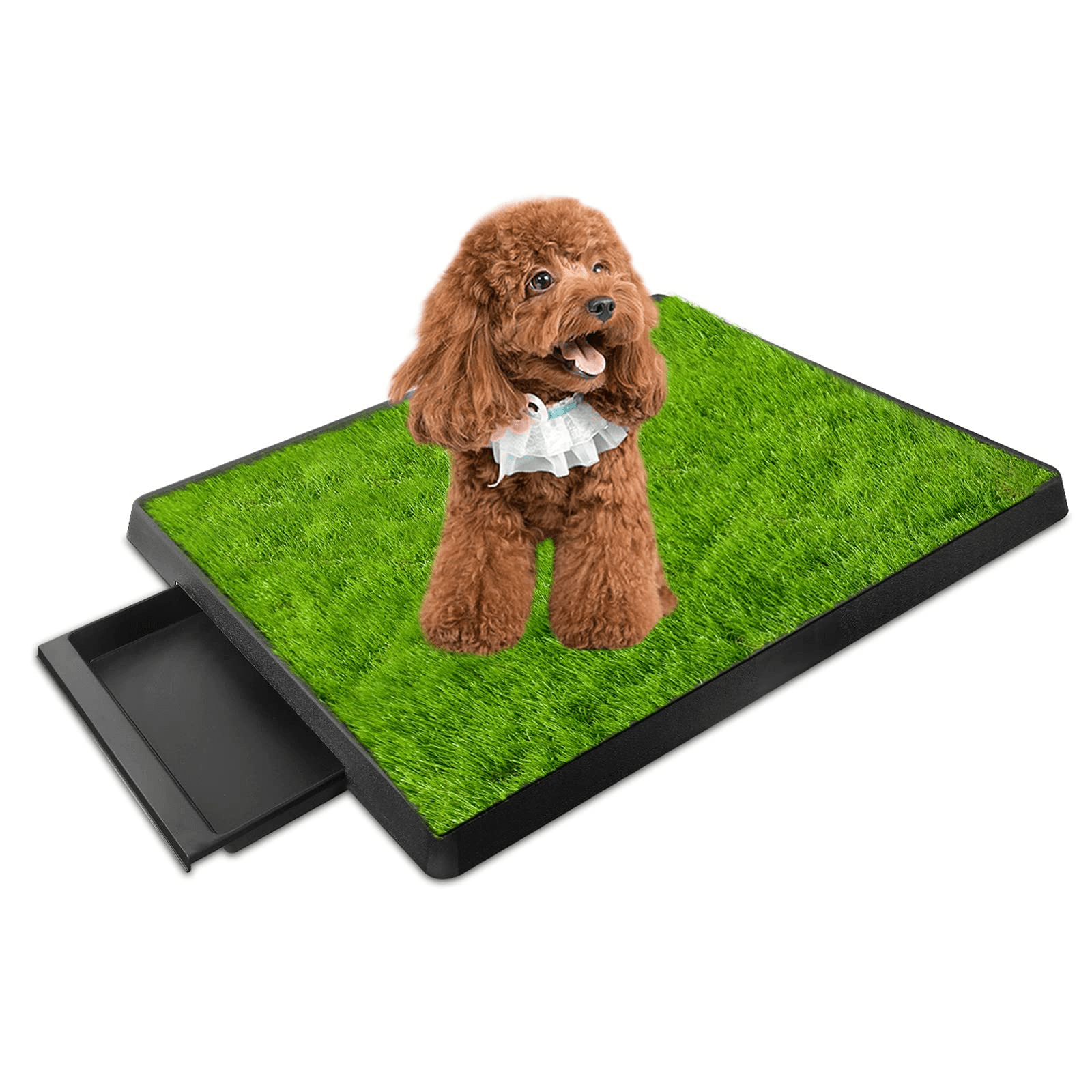 dog potty grass with tray