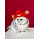 thumbnail image 4 of 1pc New Year Pet Hat Headgear For Cute Cats, Teddy Bears, Pomeranian Dogs Dressing Up Accessory, 4 of 5