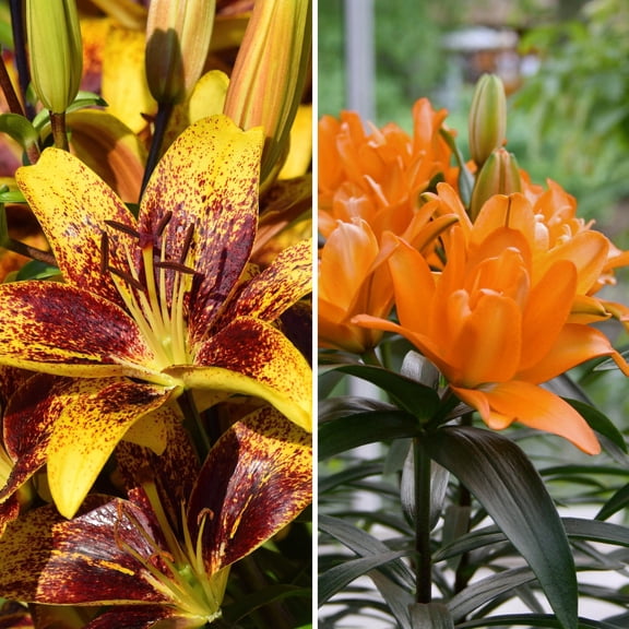 Bare Root Oriental Lily Looks Collection (4-Pack)