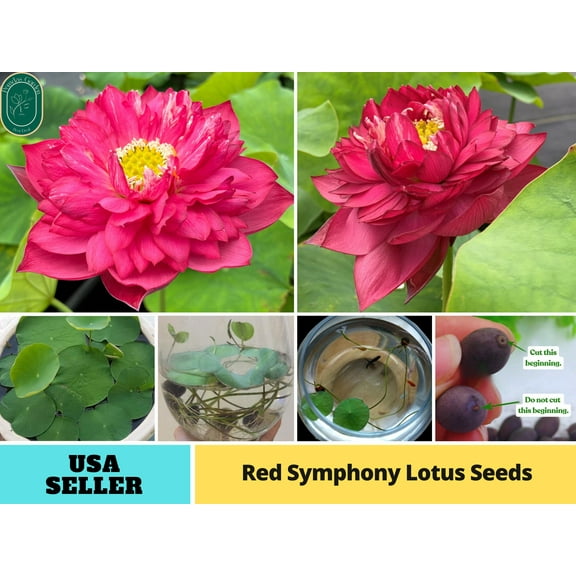 5 Rare Seeds| Red Symphony Lotus Seeds - Indian Lotus (Nelumbo nucifera) Seeds - Flower Seeds - B3G1 #Q052