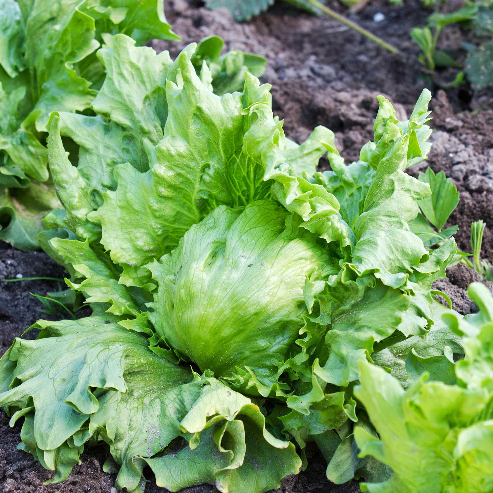 Lettuce Garden Seeds Crisphead Great Lakes 118 1 Lb NonGMO