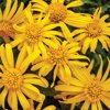 Proven Winners, Outdoor, Live Plants, Yellow, Euryops, 1.5PT, Each