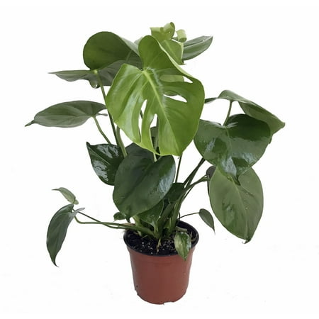 Split Leaf Philodendron 6" Pot - Monstera