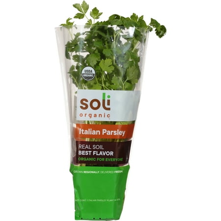 Organic Parsley It Pot