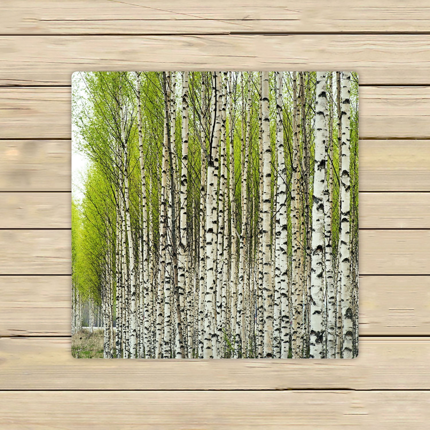 YKCG Green Birch Tree Bare Birch Trees with Fresh Green Leaves in