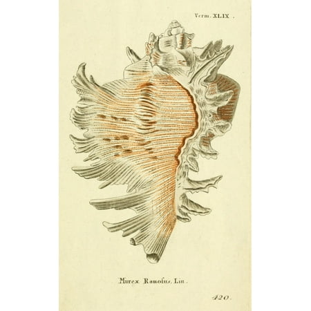 Naturgeschichte des Thierreichs 1780 Shells Murex Canvas Art - Daniel Sotzmann (24 x 36)