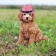 thumbnail image 4 of IBASETOY Pink Puppy Hat Made of High Grade Cotton Adjustable Strap Wear Resistant Decorative Pet Accessory, 4 of 8
