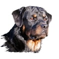 thumbnail image 2 of CafePress - Rottweiler Mug - 11 oz Ceramic Mug - Novelty Coffee Tea Cup, 2 of 3