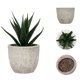 thumbnail image 2 of Injueey 4 unids/set vida orgánica con plantas suculentas artificiales-ambiente Natural en el hogar decoración de refuerzo de salud Artificial Decoración, 2 of 6