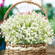 thumbnail image 3 of "60pcs Flores Gypsophila Artificiales Para Ramo De Decoracion Malubero, Blanco", 3 of 5