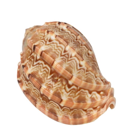 SDFGTstore Ocean Harp Conch Natural Large Seashells for Ideal for Wedding Party Decoration