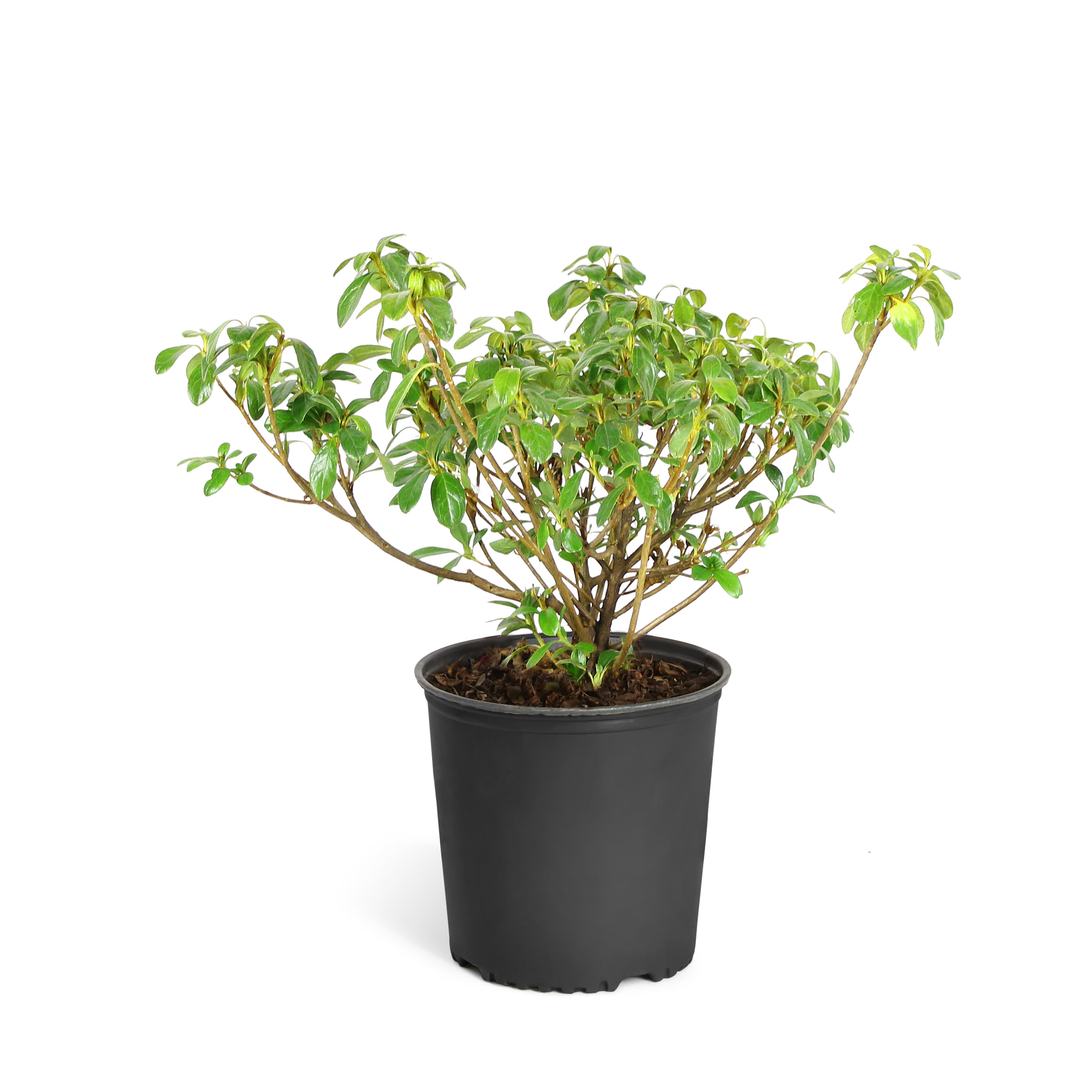 KNOCK OUT 1 Gal. White Knock Out Rose Bush with White Flowers 13170 - The  Home Depot