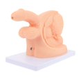 thumbnail image 3 of Conduit Catheter Practice Model Human Body Catheterization Model Catheterization Training Models Show Men Catheterization Model, 3 of 4