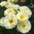thumbnail image 2 of Heirloom Roses - Good Ol' Summertime™ Shrub Rose - Yellow Live Plant For Outdoors, 2 of 3