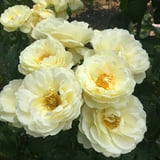 Heirloom Roses - Yellow Live Shrub Rose Plant, Delivered Flower Bushes ...