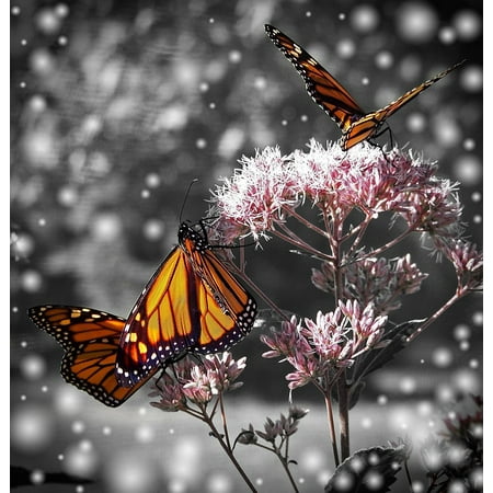 LAMINATED POSTER Flower Monarch Plant Insect Nature Butterfly Poster Print 24 x